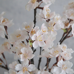 【お家でお花見】淡雪の桜 フェイクウォーターアレンジ 2枚目の画像