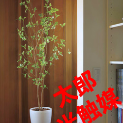 光触媒　人工観葉植物　ウォールグリーン　フェイクグリーン　クロモジ1.6 1枚目の画像