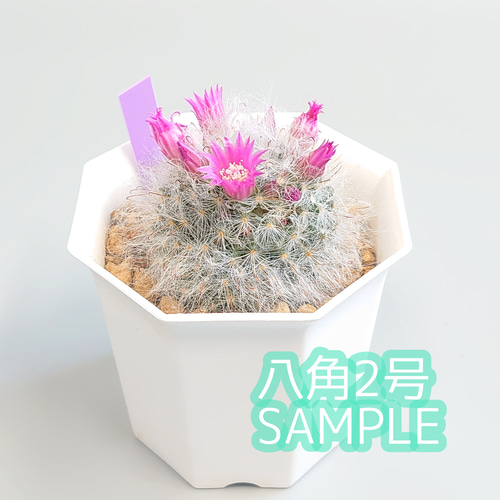 八角鉢 ピンク 40個 2号 2寸 シャトル鉢 多肉植物 エケベリア 観葉植物