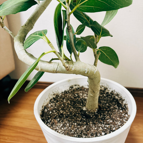 現品］フィカス ベンガレンシス 曲がり 8号 鉢受け皿付き 観葉