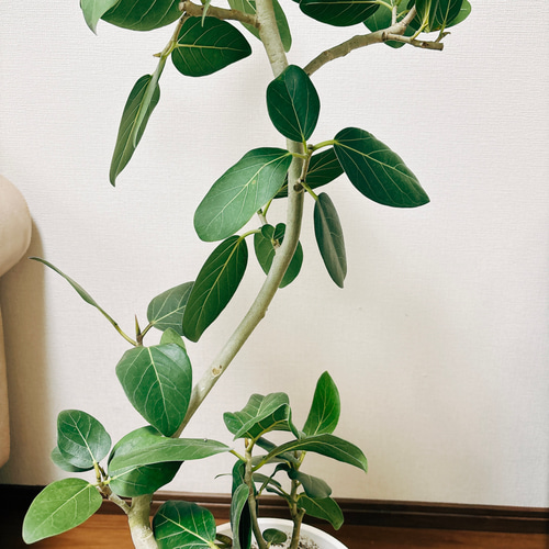 現品］フィカス ベンガレンシス 曲がり 8号 鉢受け皿付き 観葉