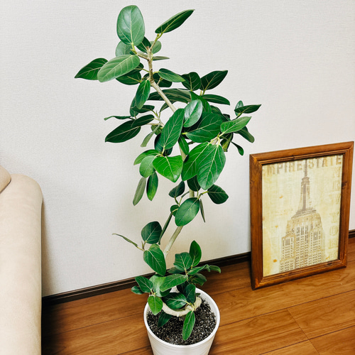 現品］フィカス ベンガレンシス 曲がり 8号 鉢受け皿付き 観葉