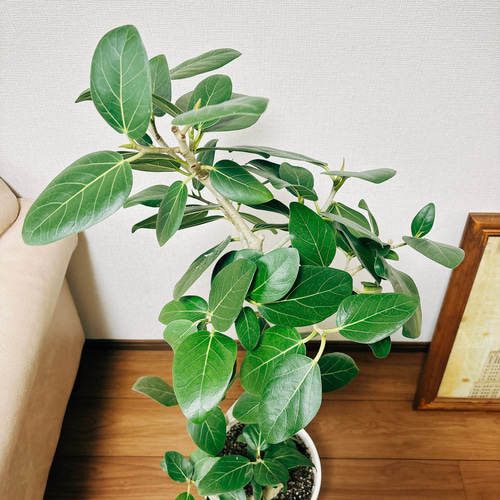 現品］フィカス ベンガレンシス 曲がり 8号 鉢受け皿付き 観葉植物