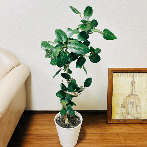 ［現品］88番　フィカス　ベンガレンシス　曲がり　8号　観葉植物　室内　大型 現品］フィカス ベンガレンシス 曲がり 8号 鉢受け皿付き 観葉