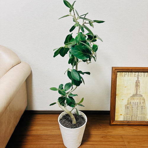 現品］フィカス ベンガレンシス 曲がり 8号 鉢受け皿付き 観葉