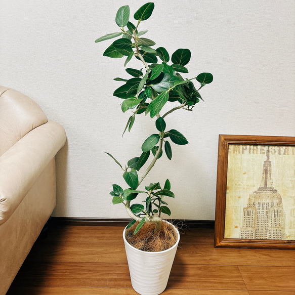 現品］フィカス ベンガレンシス 曲がり 8号 鉢受け皿付き 観葉植物