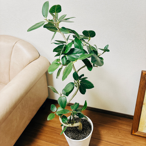 現品］フィカス ベンガレンシス 曲がり 8号 鉢受け皿付き 観葉植物