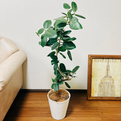 現品］フィカス ベンガレンシス 曲がり 8号 鉢受け皿付き 観葉