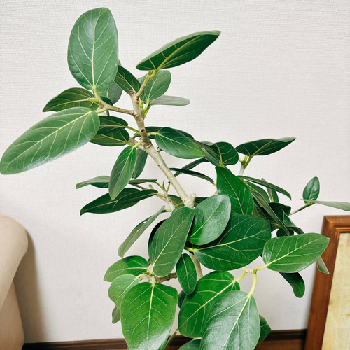 現品］フィカス ベンガレンシス 曲がり 8号 鉢受け皿付き 観葉植物