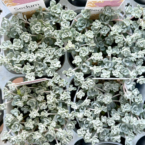 白雪ミセバヤ セダム 多肉植物 多肉植物 プクニク 通販 17318346