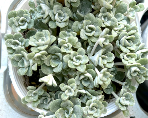 多肉植物  白雪ミセバヤ_(^O^) 白雪ミセバヤ｜🍀GreenSnap（グリーンスナップ）