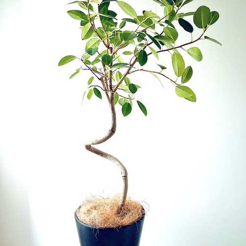 フランスゴム 白いセラアート鉢植え フィカス ルビキノーサ 観葉植物