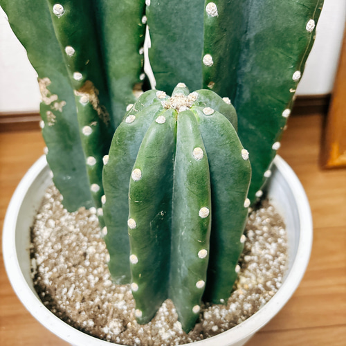 柱サボテン細長い緑色 鬼面角 鬼面角（柱サボテン）成長記録｜🍀GreenSnap（グリーンスナップ）