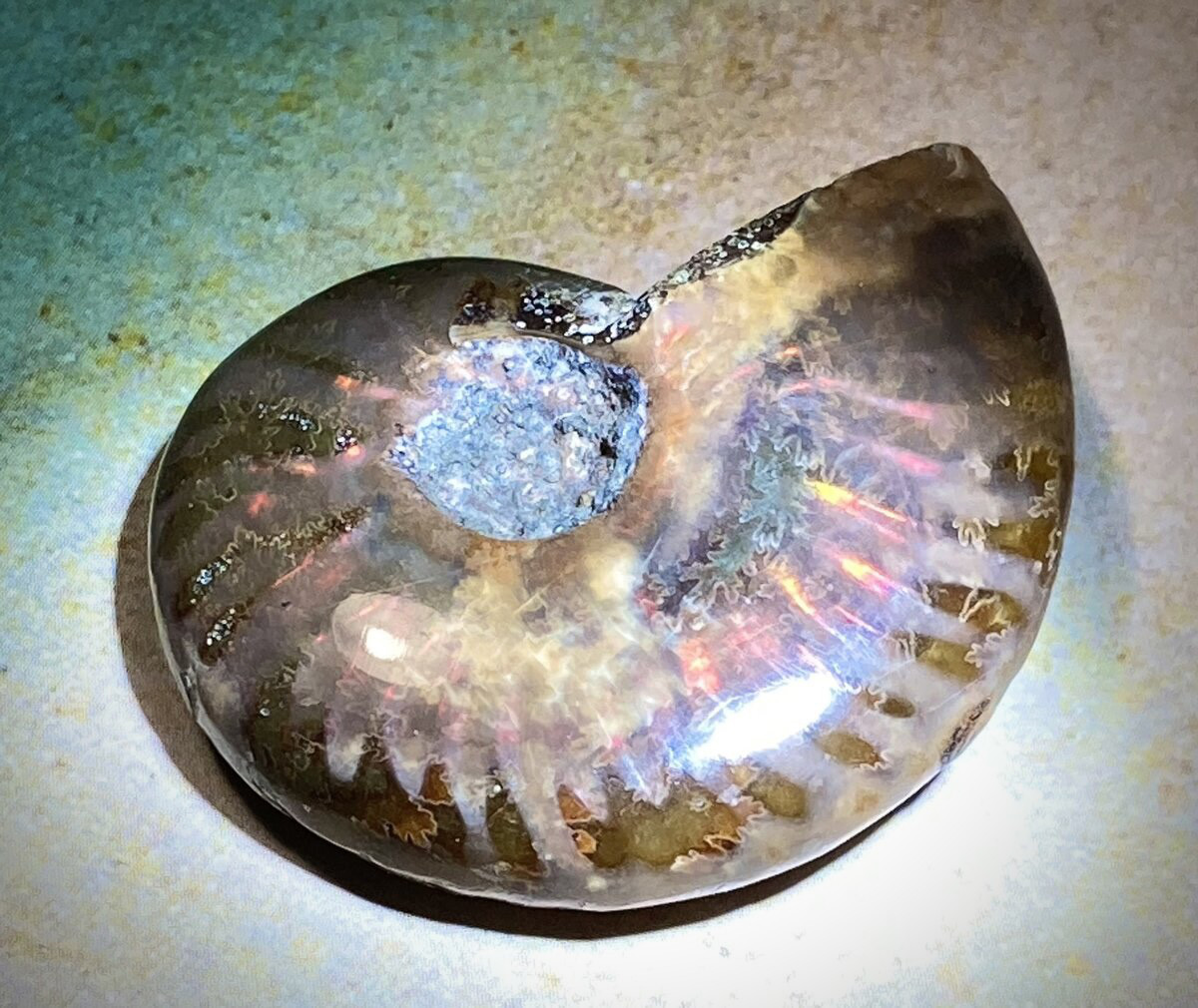 アンモナイトオパール