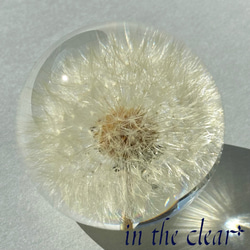 植物標本　たんぽぽ綿毛　レジン　６センチ球体 5枚目の画像