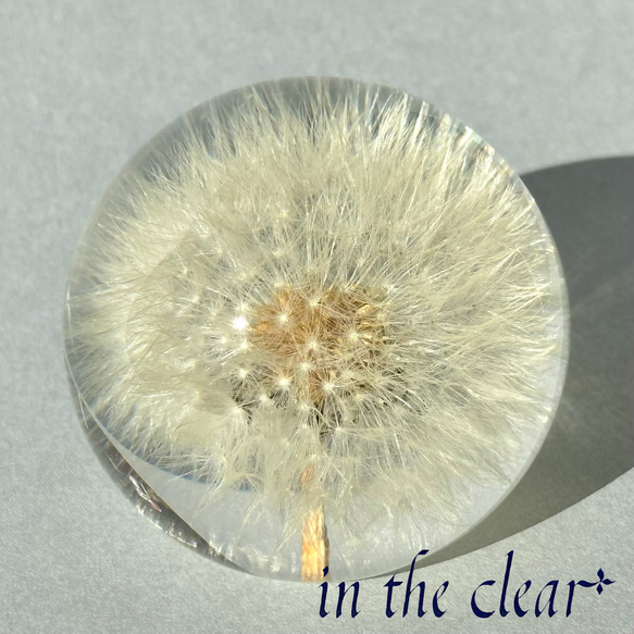 植物標本　たんぽぽ綿毛　レジン　６センチ球体 7枚目の画像