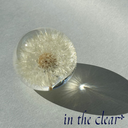 植物標本　たんぽぽ綿毛　レジン　６センチ球体 4枚目の画像