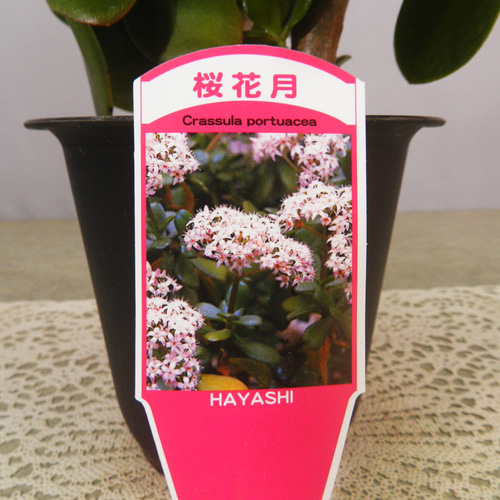 ☆ENGEI ichioki☆金の成る木「桜花月」鉢物◇可愛らしい花が咲きます