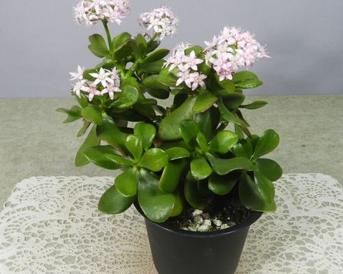 c92acc108bee46f6dda7fd2129e0b2