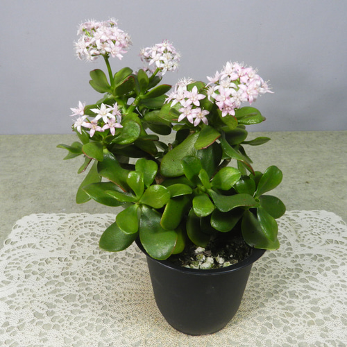 ☆ENGEI ichioki☆金の成る木「桜花月」鉢物◇可愛らしい花が咲きます