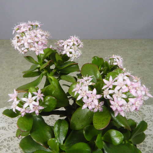 ☆ENGEI ichioki☆金の成る木「桜花月」鉢物◇可愛らしい花が咲きます