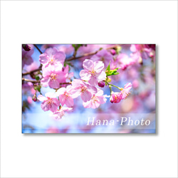 1624) 美しく咲き誇る河津桜と梅の花   ポストカード5枚組　 5枚目の画像