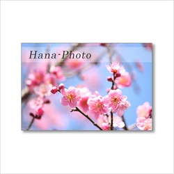 1624) 美しく咲き誇る河津桜と梅の花   ポストカード5枚組　 3枚目の画像
