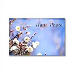 1624) 美しく咲き誇る河津桜と梅の花   ポストカード5枚組　 4枚目の画像