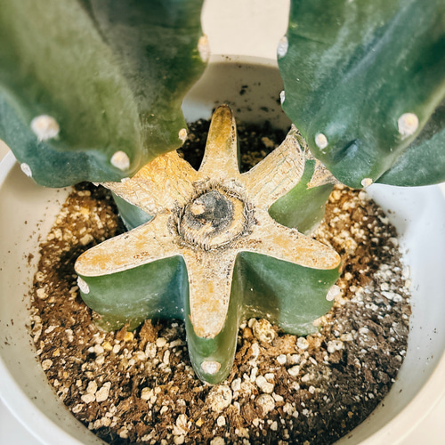 現品］かわいい♡ 柱サボテン 鬼面角 ブランチ 6号 観葉植物