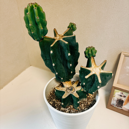 現品］かわいい♡ 柱サボテン 鬼面角 ブランチ 6号 観葉植物 室内