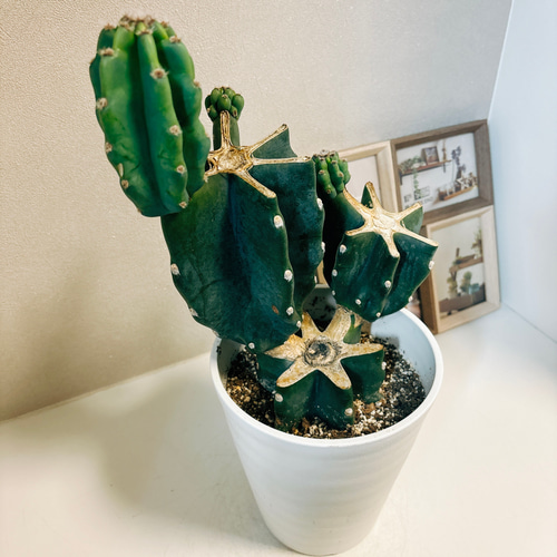 現品］かわいい♡ 柱サボテン 鬼面角 ブランチ 6号 観葉植物 室内