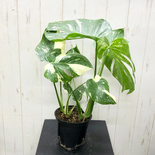 O63【オススメ】大株 斑入りモンステラ 葉列 散り斑バランス◎の株