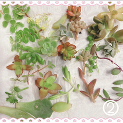 送料無料』多肉植物葉挿しいろいろお楽しみセット50g以内 多肉植物