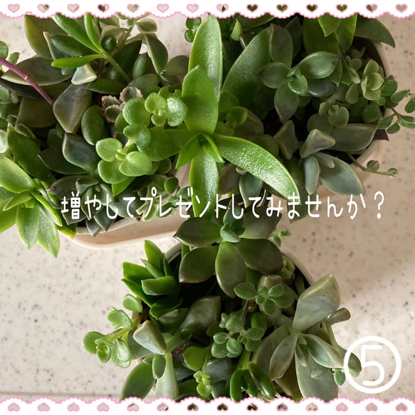 『送料無料』人気です！多肉植物お楽しみカット苗セット＋葉挿しなど普通郵便発送 5枚目の画像