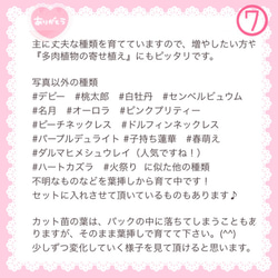 『送料無料』人気です！多肉植物お楽しみカット苗セット＋葉挿しなど普通郵便発送 7枚目の画像
