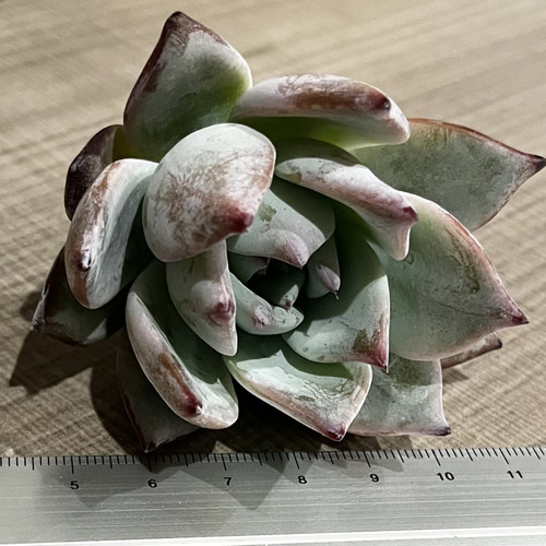 多肉植物　ブラックサバス　韓国苗 Amazon.co.jp: A4！！多肉植物 ブラックサバス 韓国苗 美苗 農園直売