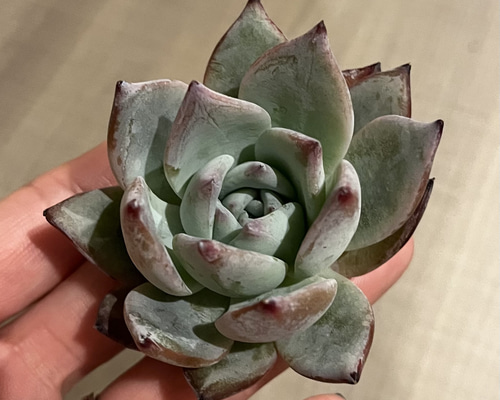 SOLD SALE ブラックサバス 厳選韓国苗 ネームタグ付き 多肉植物