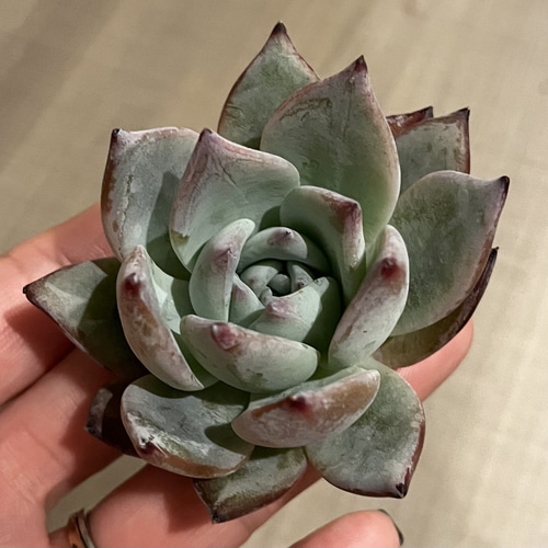 多肉植物　ブラックサバス　韓国苗 多肉植物 ブラックサバス 韓国苗 多肉植物 pariʚ❤︎ɞtaniku