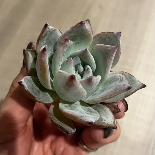 SOLD SALE ブラックサバス 厳選韓国苗 ネームタグ付き 多肉植物