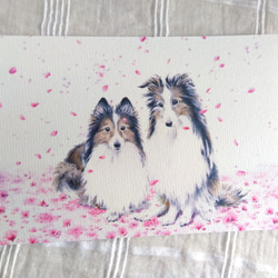選べるポストカード３枚セット　NO.５９　twinシェルティ・桜　のイラストのポストカード 2枚目の画像