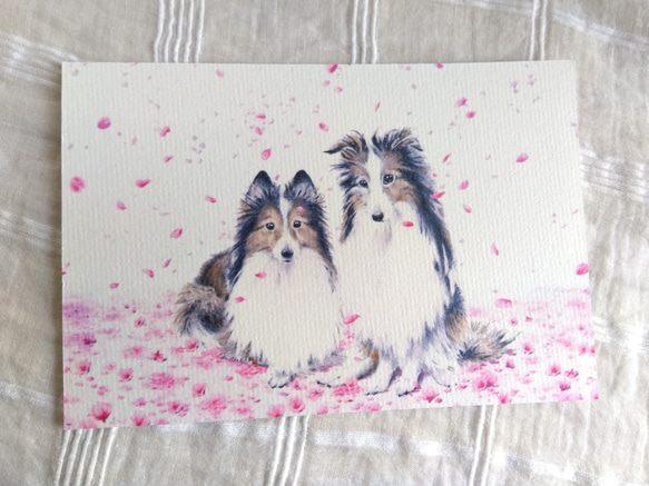選べるポストカード３枚セット　NO.５９　twinシェルティ・桜　のイラストのポストカード 2枚目の画像