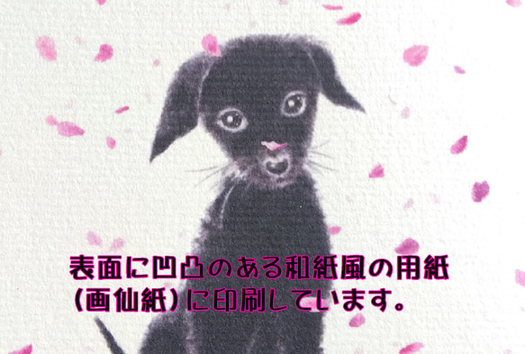 選べるポストカード３枚セット　NO.３９　黒わんこ・桜　のイラストのポストカード 4枚目の画像