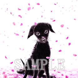 選べるポストカード３枚セット　NO.３９　黒わんこ・桜　のイラストのポストカード 2枚目の画像