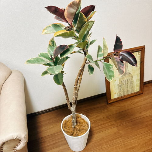 ［現品］97番　フィカスルビー　曲がり　8号　観葉植物　室内　ゴムの木 可愛い 38882ef35f5d9238ba48b3c60beb2d