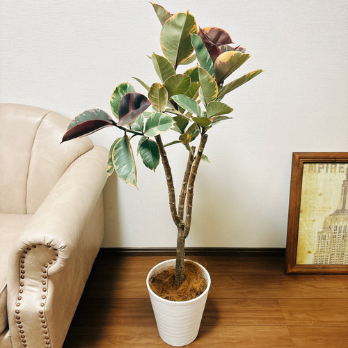 現品］フィカスルビー 8号 観葉植物 室内 おしゃれ ゴムの木