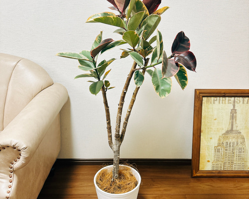 ［現品］97番　フィカスルビー　曲がり　8号　観葉植物　室内　ゴムの木 可愛い 現品］97番 フィカスルビー 曲がり 8号 観葉植物 室内 ゴムの木