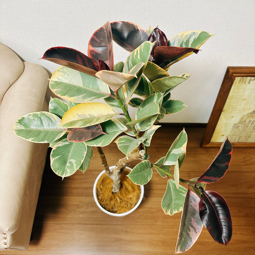 現品］フィカスルビー 8号 観葉植物 室内 おしゃれ ゴムの木