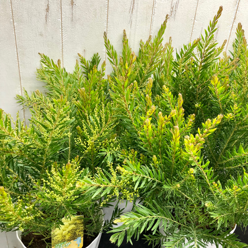 人気品種 花芽付き 矮性 アカシア テレサ その他インテリア雑貨 PLANTS