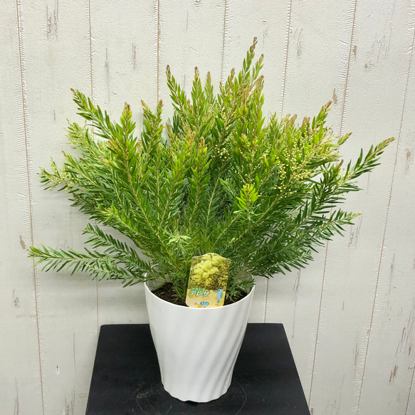 人気品種 花芽付き 矮性 アカシア テレサ その他インテリア雑貨 PLANTS