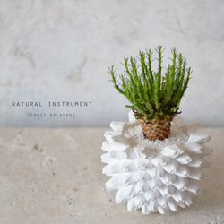 U様予約品　Natural instrument　アダンの実（white）器のみ 2枚目の画像